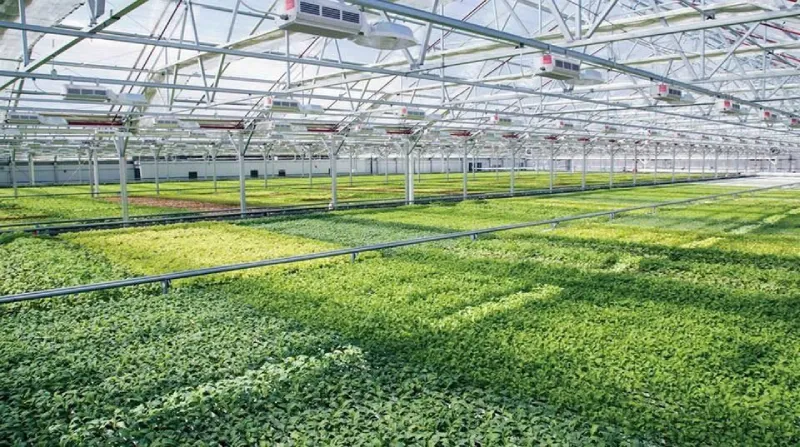 Tấm Nhựa Lấy Sáng Polycarbonate - Truyền Sáng Tối Ưu, Siêu Bền, Chống Tia UV 24 Nhà kính trồng rau, vườn ươm cây công nghệ cao